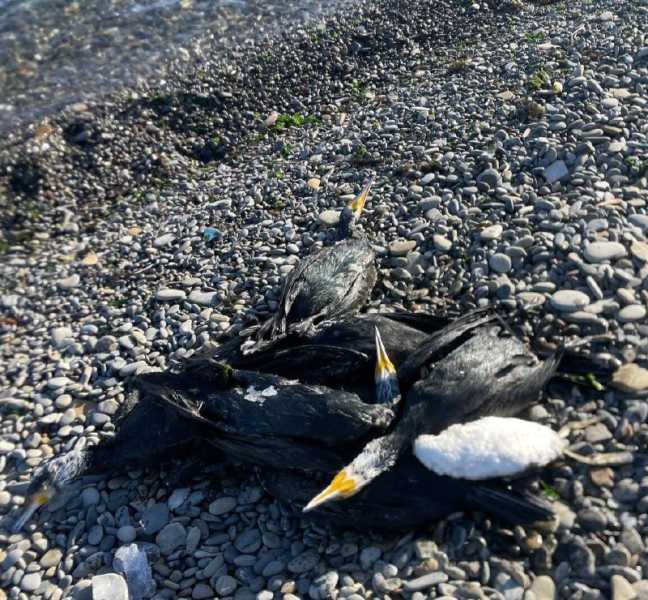 На пляже Новороссийска нашли несколько сотен мертвых бакланов