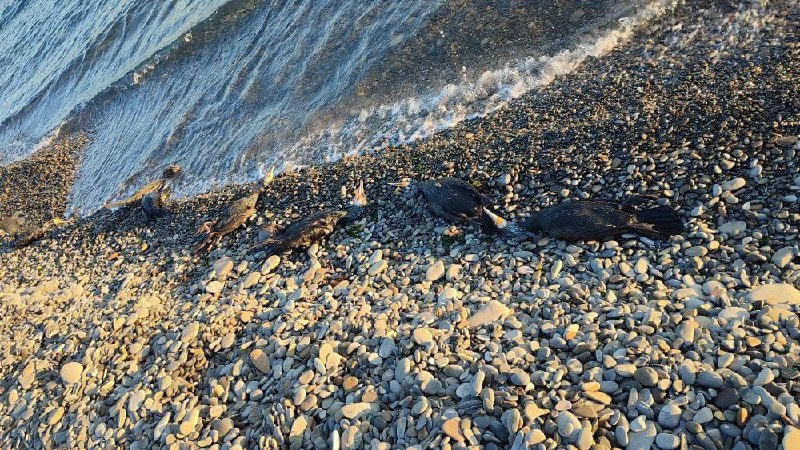 На пляже Новороссийска нашли несколько сотен мертвых бакланов