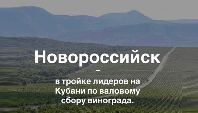 Новороссийск входит в тройку лидеров Кубани по валовому сбору винограда и производству винодельческой продукции, получающей высокие оценки престижного рейтинга