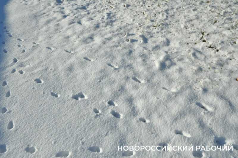 Одни новороссийцы радуются снегу, а другие &ndash; категорически против