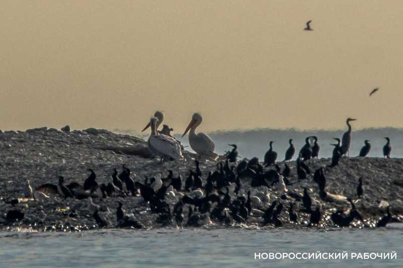 Они вернулись! На остров вблизи Новороссийска снова прилетели пеликаны