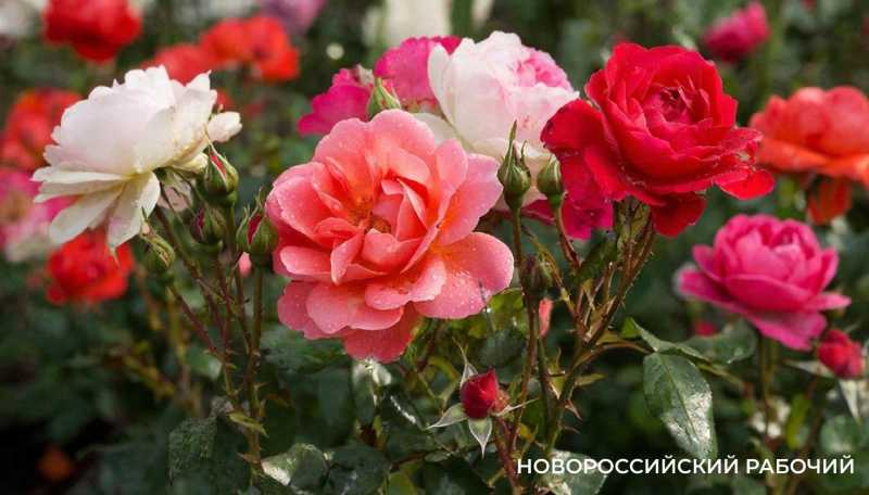 &laquo;Прям преступление!&raquo; В Новороссийске в День матери подростки воровали розы на чужих клумбах, чтобы преподнести букеты своим мамам