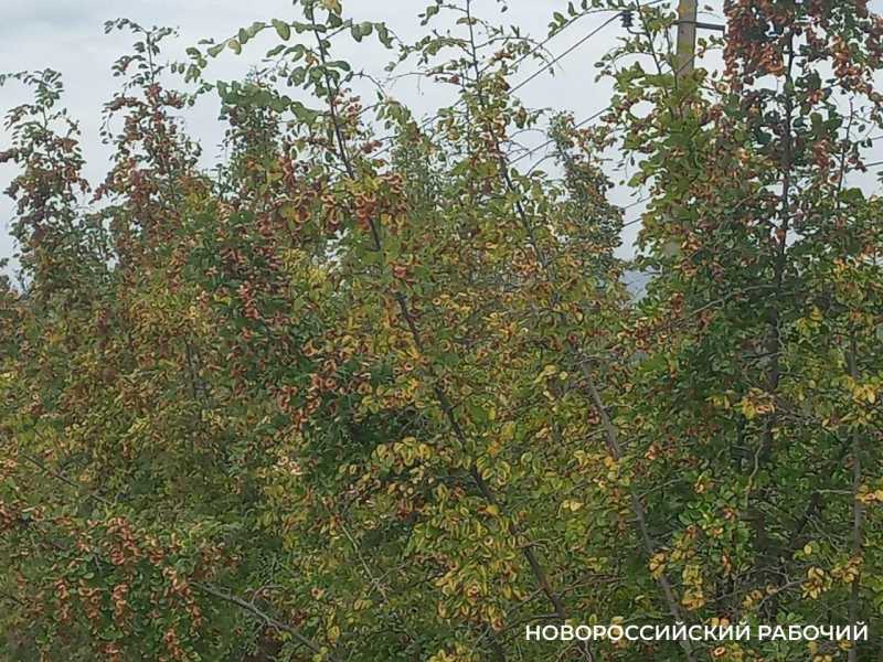 Росимущество требует у цемзавода вернуть землю в пригороде Новороссийска