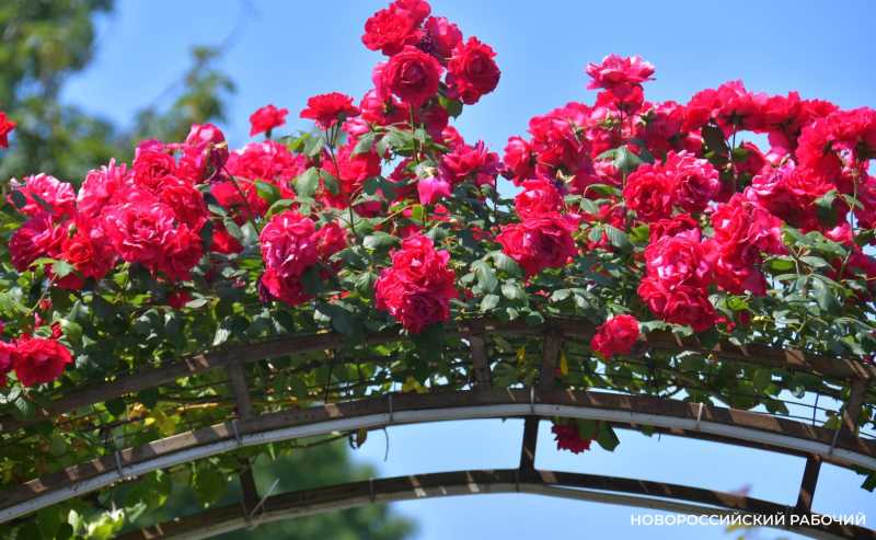 Советы дня на 20 декабря: о радостной песне, работниках органов безопасности и переносе празднования Нового года