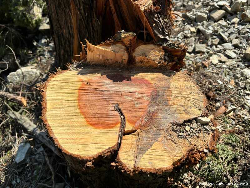 В Новороссийске &laquo;дровосек&raquo; ответит за уничтоженный лес в особо крупном размере