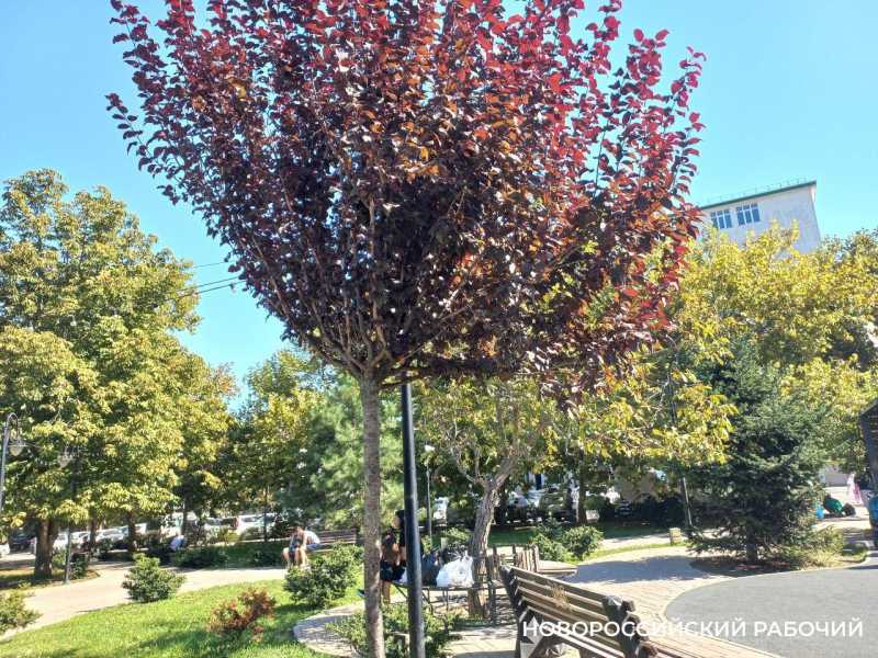 В Новороссийске можно мыть листву деревьев стиральным порошком