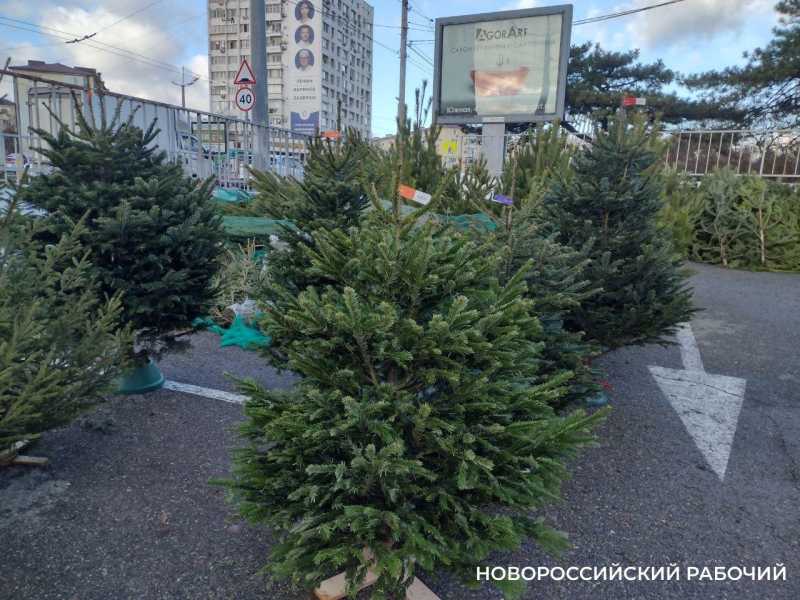 В Новороссийске начнут работать 12 официальных елочных базаров