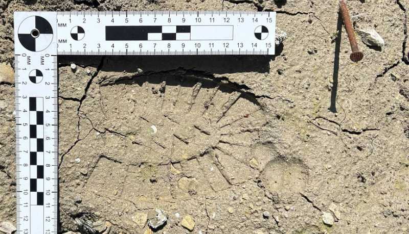 В Новороссийске перед судом предстанет похититель электропитбайка 