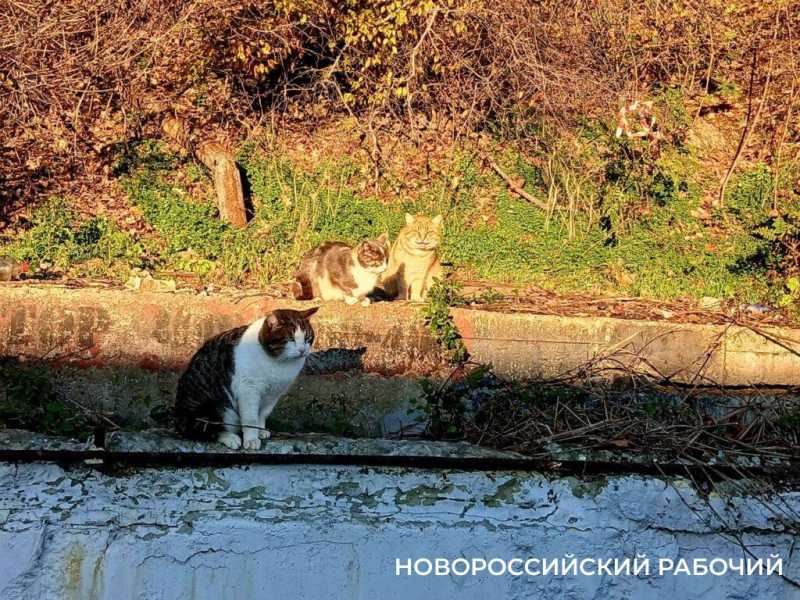 В Новороссийске прошла репетиция зимы: холодный закат, пустой пляж, голодные коты