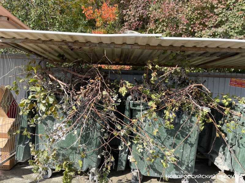 В Новороссийске разбираются: куда девать спиленные ветки