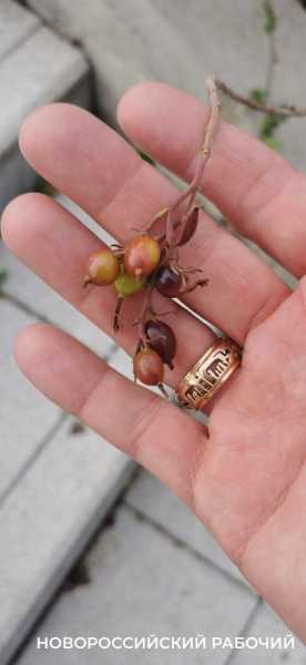 В парке Новороссийска созревает смородина. Читатели &laquo;Новороссийского рабочего&raquo; собирают урожай