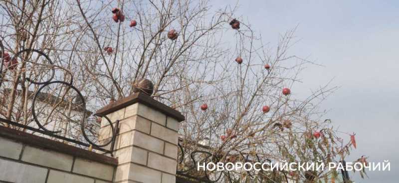 В парке Новороссийска созревает смородина. Читатели &laquo;Новороссийского рабочего&raquo; собирают урожай