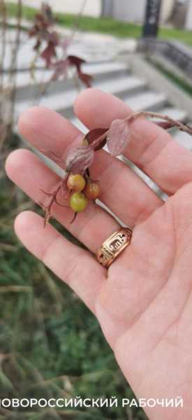 В парке Новороссийска созревает смородина. Читатели &laquo;Новороссийского рабочего&raquo; собирают урожай