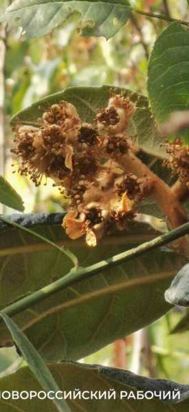 В парке Новороссийска созревает смородина. Читатели &laquo;Новороссийского рабочего&raquo; собирают урожай