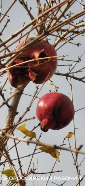 В парке Новороссийска созревает смородина. Читатели &laquo;Новороссийского рабочего&raquo; собирают урожай