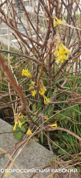 В парке Новороссийска созревает смородина. Читатели &laquo;Новороссийского рабочего&raquo; собирают урожай