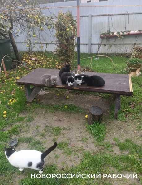 &laquo;В прошлом году кошек было 5, в этом &mdash; уже 10&raquo;. В СНТ жители Новороссийска кормят брошенных животных