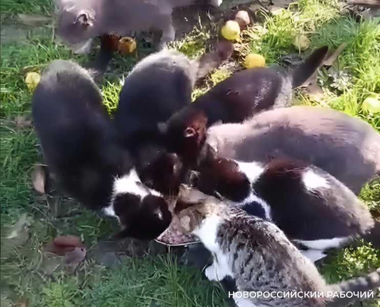 &laquo;В прошлом году кошек было 5, в этом &mdash; уже 10&raquo;. В СНТ жители Новороссийска кормят брошенных животных