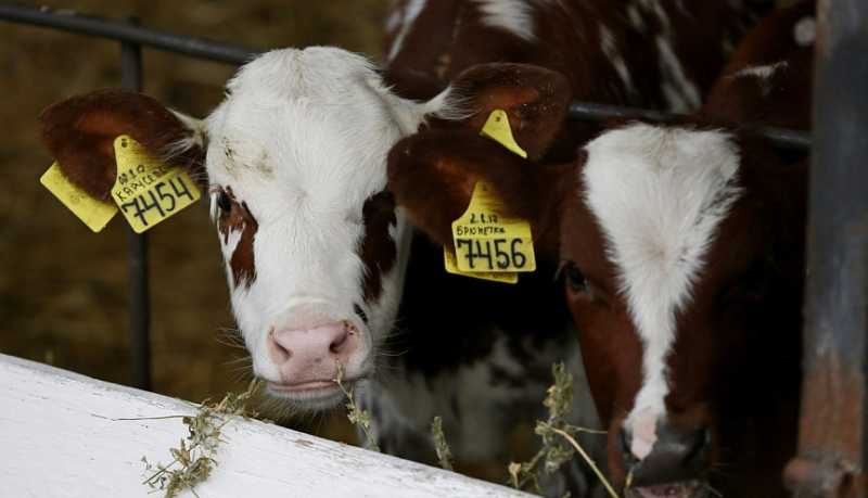 Вениамин Кондратьев: Краснодарский край занимает первое место в России по выпуску фермерской продукции