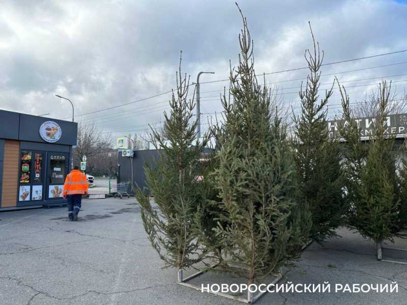 Во сколько обойдется живая елка в Новороссийске