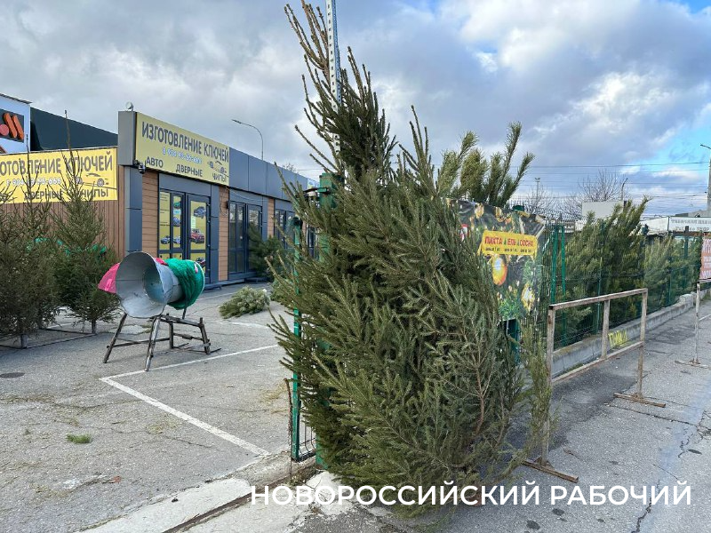 Во сколько обойдется живая елка в Новороссийске