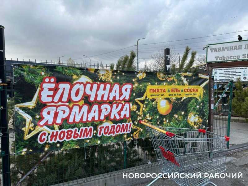 Во сколько обойдется живая елка в Новороссийске