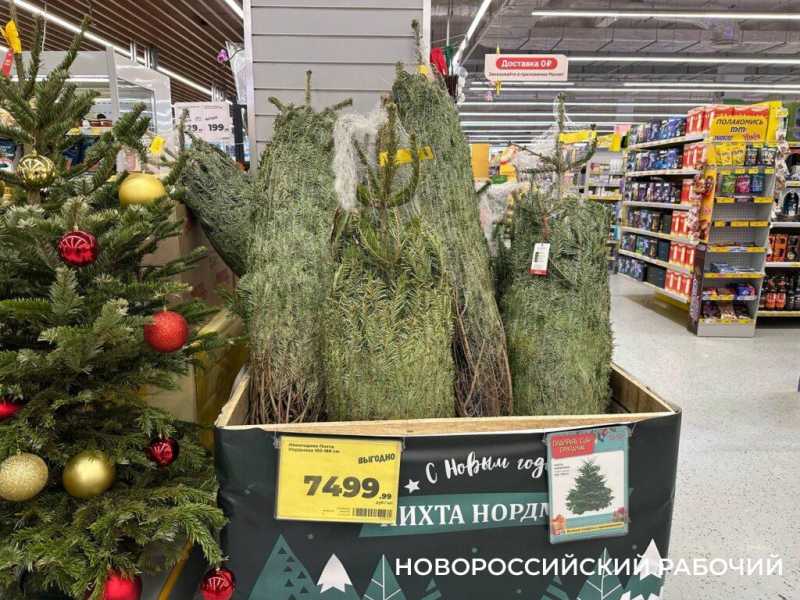 Во сколько обойдется живая елка в Новороссийске