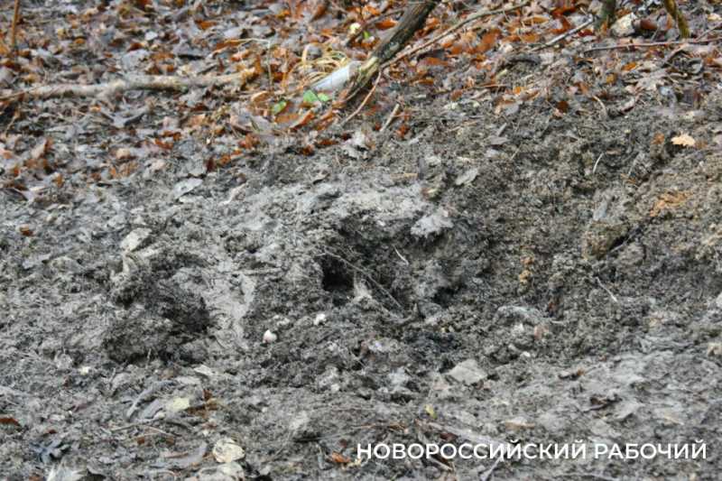 Вся семья была отравлена! В Новороссийске разрастается кладбище домашних животных