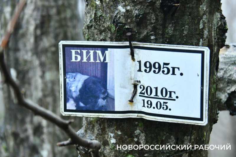Вся семья была отравлена! В Новороссийске разрастается кладбище домашних животных