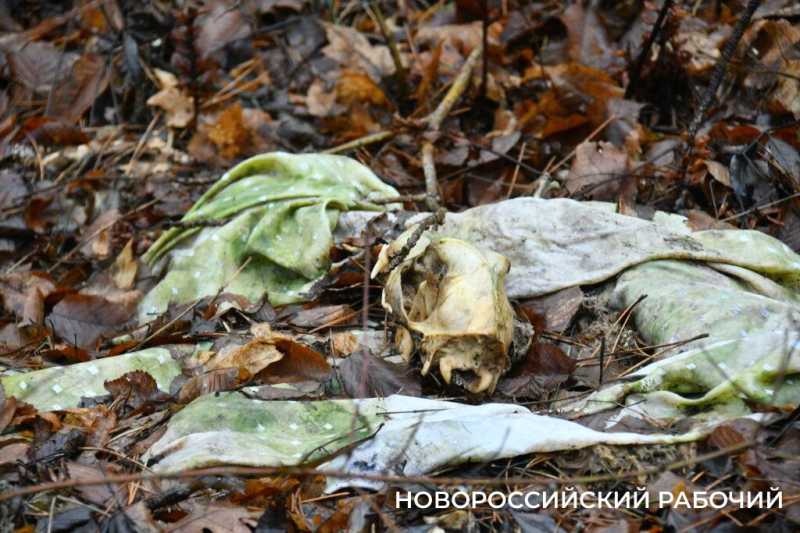 Вся семья была отравлена! В Новороссийске разрастается кладбище домашних животных