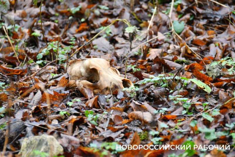 Вся семья была отравлена! В Новороссийске разрастается кладбище домашних животных