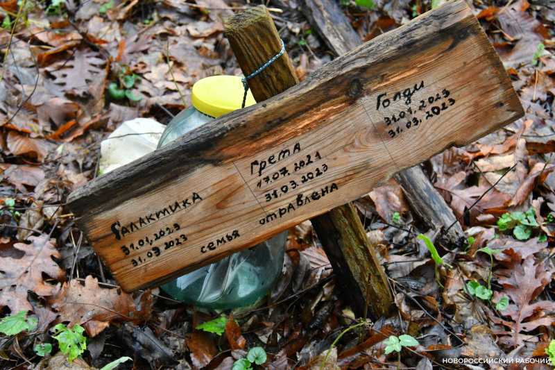 Вся семья была отравлена! В Новороссийске разрастается кладбище домашних животных