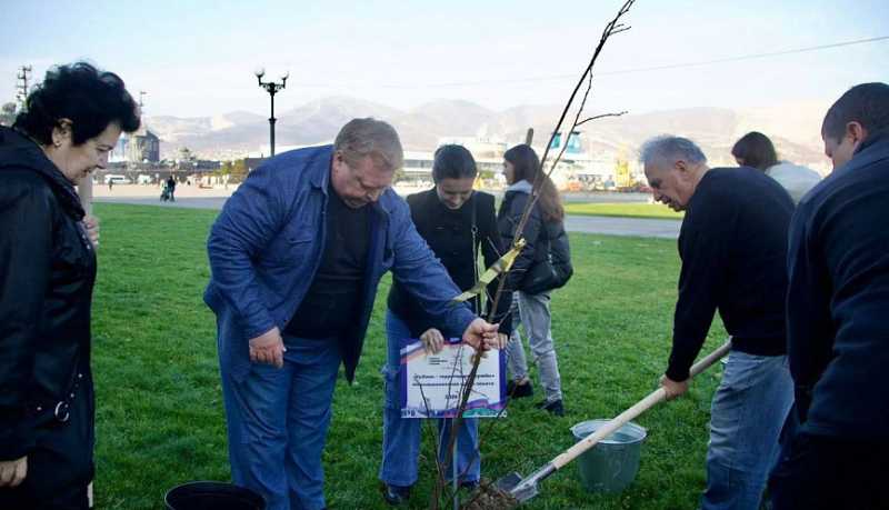 Зеленый каркас города расширяется: 20 молодых лип высажены на набережной Новороссийска