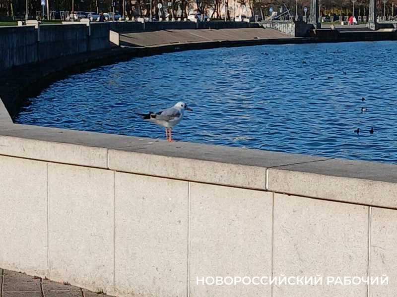 Зимние выходные в Новороссийске: норд-ост не отменил прогулок по набережной