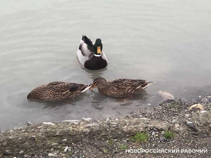 13 января &ndash; о службе погоды, воинской повинности и сбыче мечт