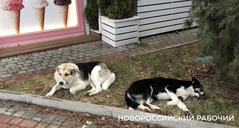 Абрау-Дюрсо новогоднее, без снега. Для настроения и воспоминаний на весь год!