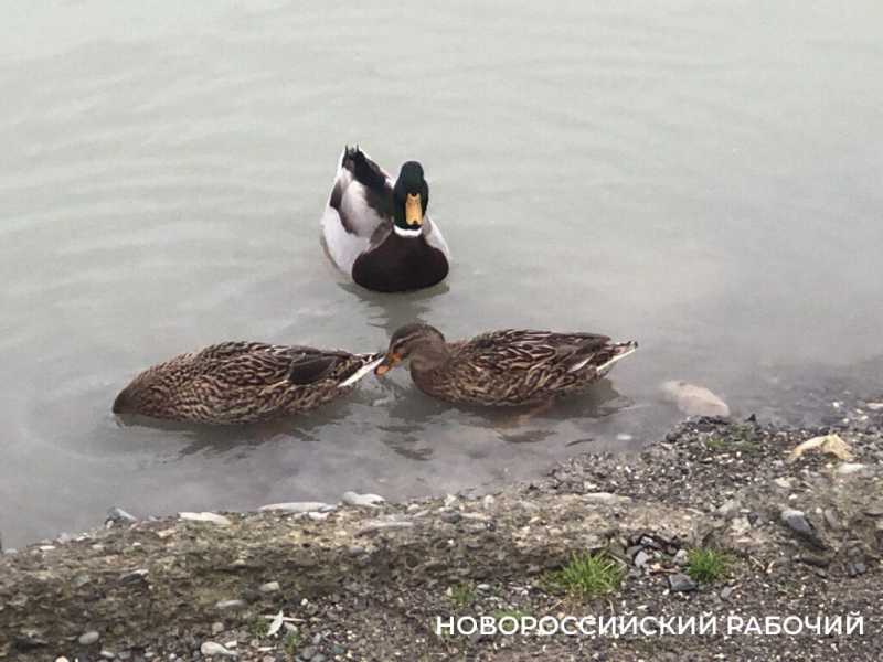 Абрау-Дюрсо новогоднее, без снега. Для настроения и воспоминаний на весь год!