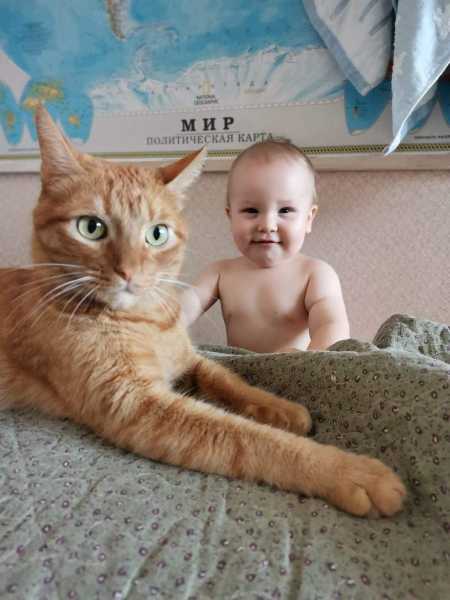 Чем опасны новогодние &laquo;бахи&raquo; и суета для новороссийских питомцев