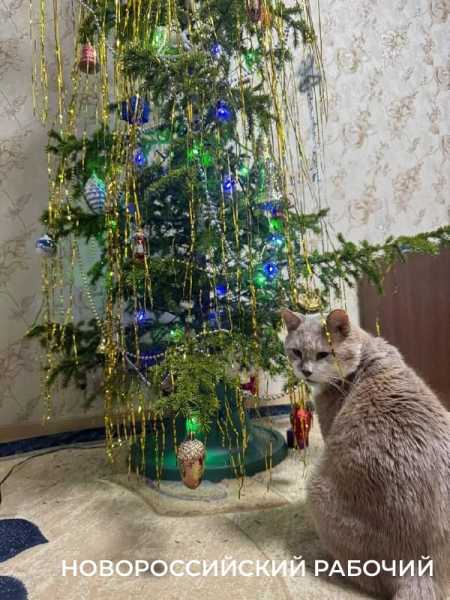Чем опасны новогодние &laquo;бахи&raquo; и суета для новороссийских питомцев