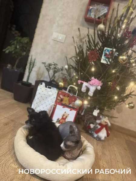 Чем опасны новогодние &laquo;бахи&raquo; и суета для новороссийских питомцев