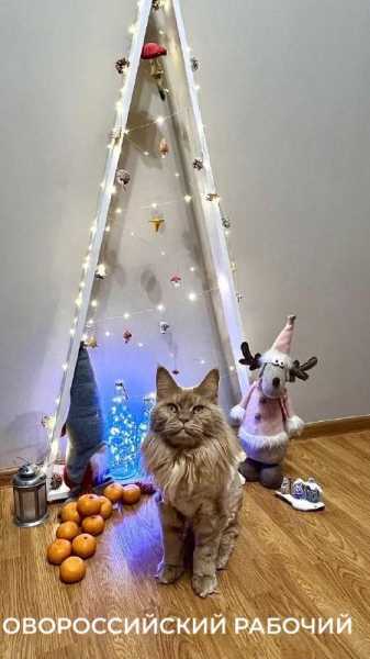 Чем опасны новогодние &laquo;бахи&raquo; и суета для новороссийских питомцев