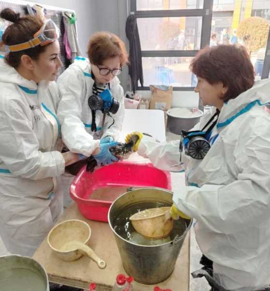 Дети могут быть сильнее взрослых. Выходит книга автора из Новороссийска о волонтерах и дельфинихе Софи