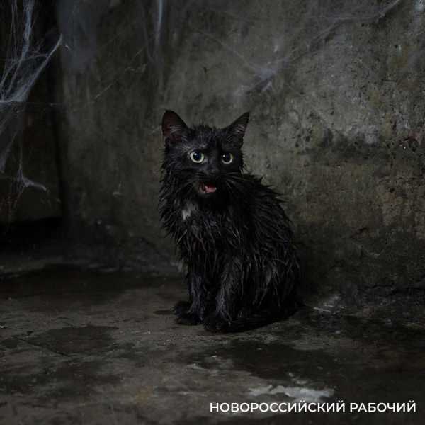 &laquo;Я уж собралась нырять!&raquo; В Новороссийске спасатели вытащили из ледяной воды кошку 84-летней бабушки