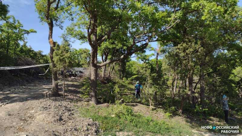 Как в Новороссийске будут компенсировать вырубленные деревья