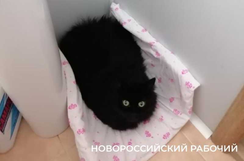 Кот Феликс из Новороссийска в случае чего действует строго по инструкции