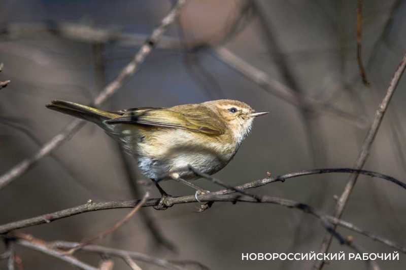 Кто из перелетных птиц остался зимовать в Новороссийске
