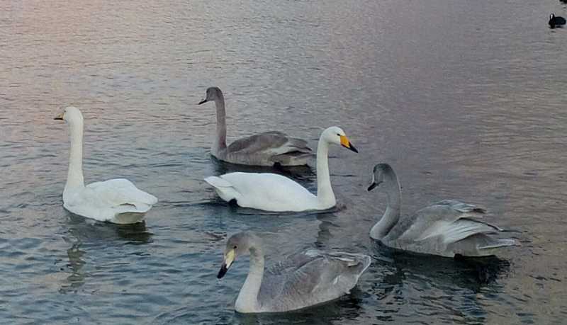 Не навреди: как кормить птиц зимой &ndash; советы от специалистов Новороссийского филиала ЦОК АПК