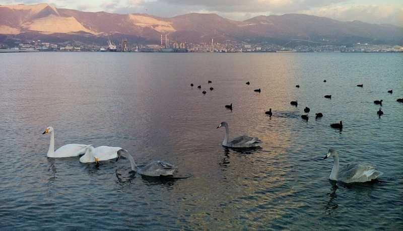 Не навреди: как кормить птиц зимой &ndash; советы от специалистов Новороссийского филиала ЦОК АПК