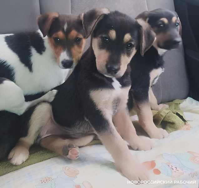 Новороссийские волонтеры спасли Наоми, которая очень хочет в семью