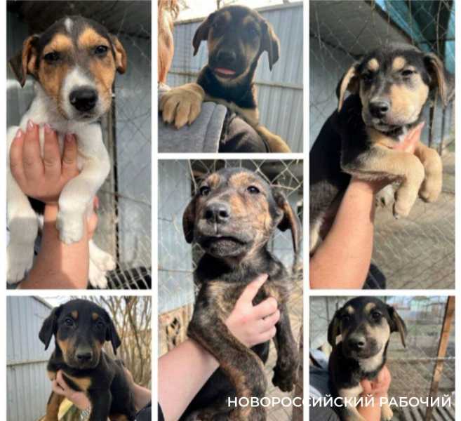 Новороссийские волонтеры спасли Наоми, которая очень хочет в семью